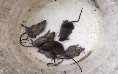 Уничтожение крыс на складе в Москве